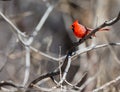 Northern Cardinal.